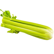 2021 New Season Fresh Vegetable Exporter With International Certificationss Green Celery